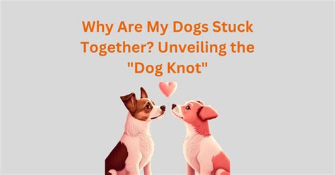 dog knots her|The Ultimate Guide to the Dog Knot: Why It Happens and How to .